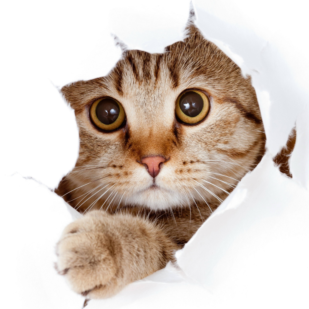 Default image